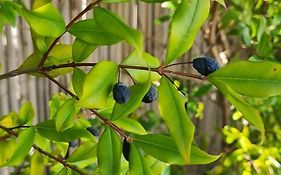 Mirto Blu
